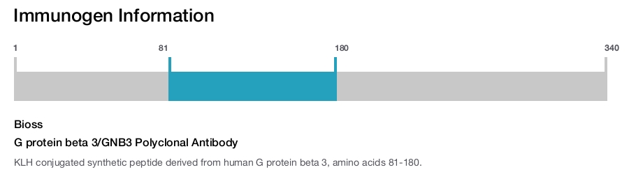 G protein beta 3/GNB3 Polyclonal Antibody