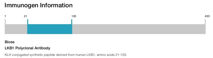 LKB1 Polyclonal Antibody