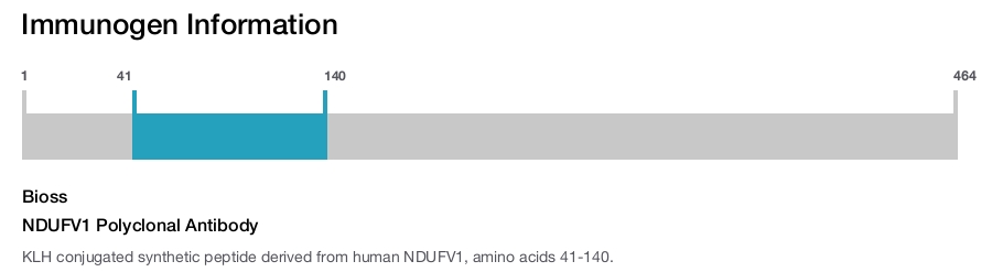 NDUFV1 Polyclonal Antibody