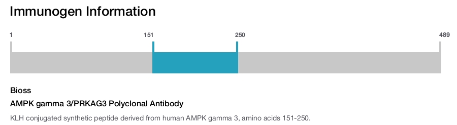 AMPK gamma 3/PRKAG3 Polyclonal Antibody