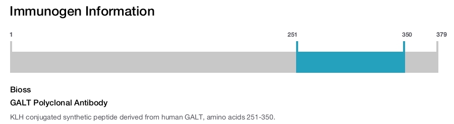 GALT Polyclonal Antibody