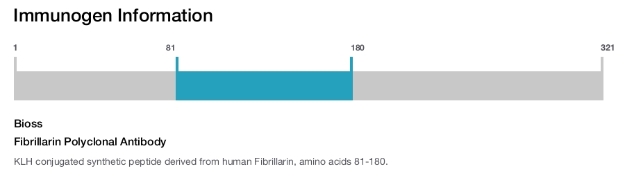 Fibrillarin Polyclonal Antibody