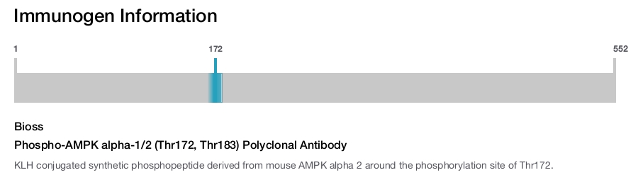 Phospho-AMPK alpha-1/2 (Thr172, Thr183) Polyclonal Antibody