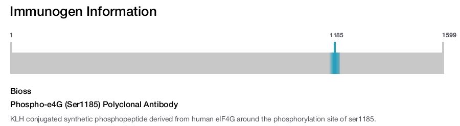 Phospho-e4G (Ser1185) Polyclonal Antibody