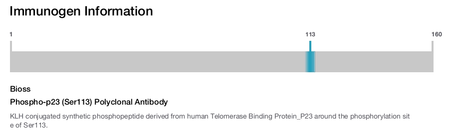 Phospho-p23 (Ser113) Polyclonal Antibody