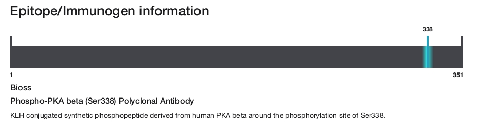 Phospho-PKA beta (Ser338) Polyclonal Antibody