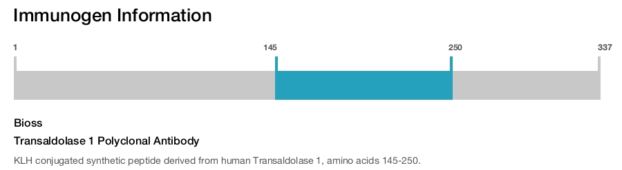 Transaldolase 1 Polyclonal Antibody