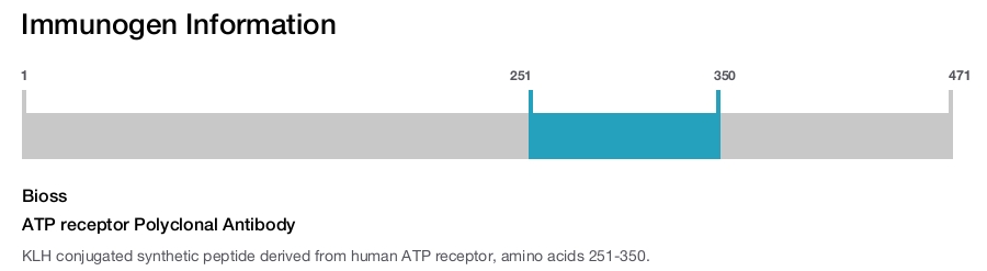ATP receptor Polyclonal Antibody
