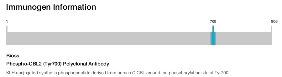 Phospho-CBL2 (Tyr700) Polyclonal Antibody