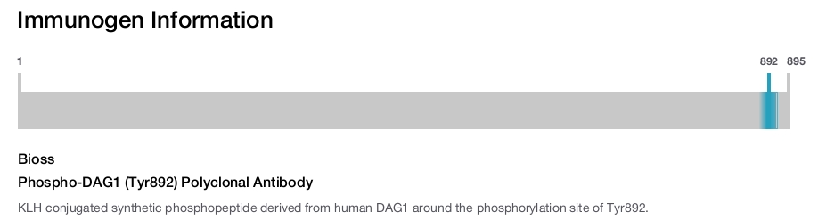 Phospho-DAG1 (Tyr892) Polyclonal Antibody