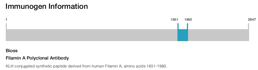 Filamin A Polyclonal Antibody