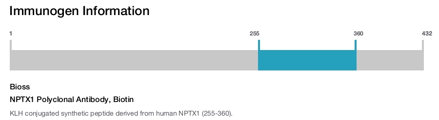 NPTX1 Polyclonal Antibody, Biotin