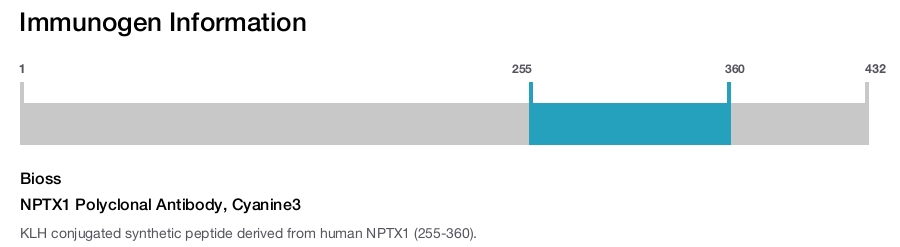 NPTX1 Polyclonal Antibody, Cyanine3