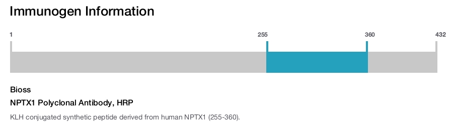 NPTX1 Polyclonal Antibody, HRP