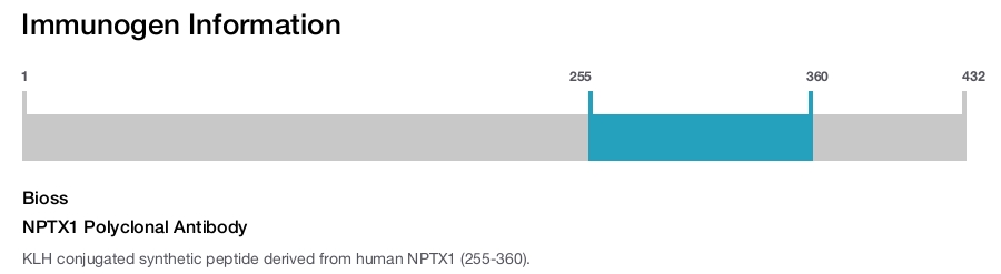 NPTX1 Polyclonal Antibody
