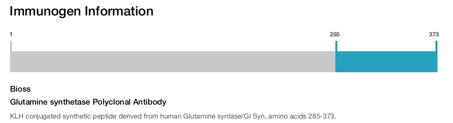 Glutamine synthetase Polyclonal Antibody