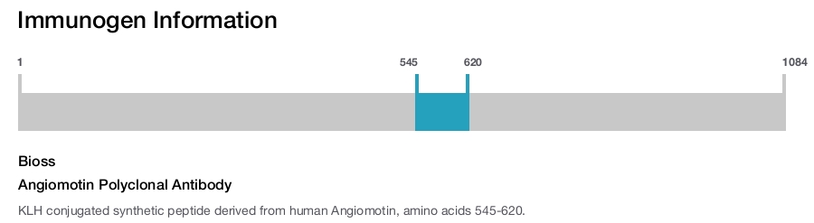 Angiomotin Polyclonal Antibody