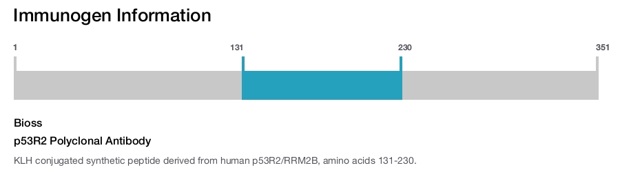 p53R2 Polyclonal Antibody