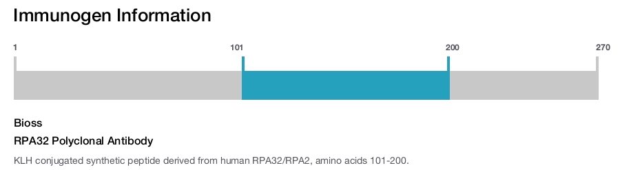 RPA32 Polyclonal Antibody