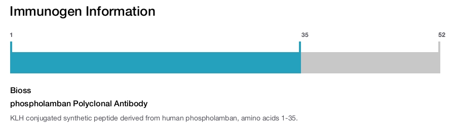 phospholamban Polyclonal Antibody