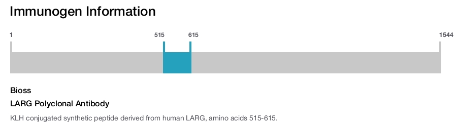 LARG Polyclonal Antibody