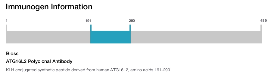 ATG16L2 Polyclonal Antibody
