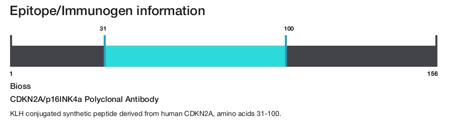 CDKN2A/p16INK4a Polyclonal Antibody