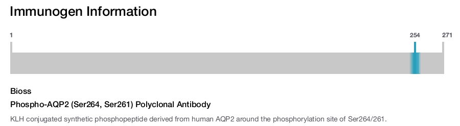 Phospho-AQP2 (Ser264, Ser261) Polyclonal Antibody