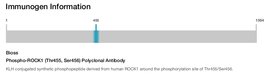 Phospho-ROCK1 (Thr455, Ser456) Polyclonal Antibody