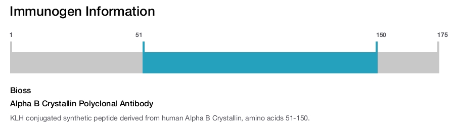 Alpha B Crystallin Polyclonal Antibody