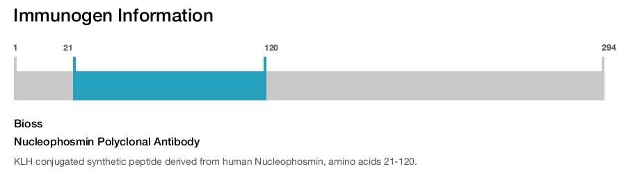 Nucleophosmin Polyclonal Antibody