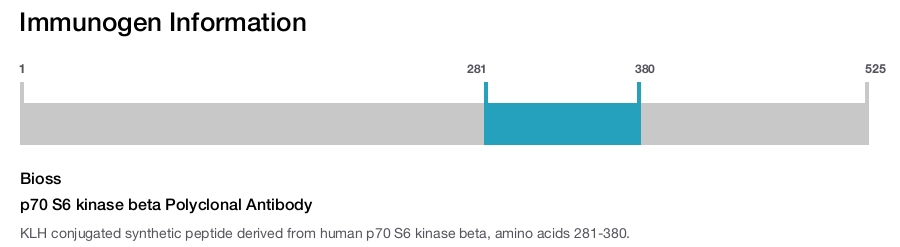 p70 S6 kinase beta Polyclonal Antibody