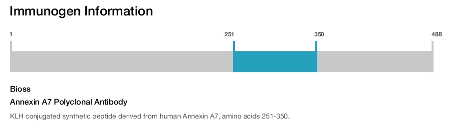 Annexin A7 Polyclonal Antibody