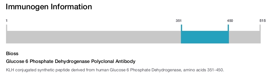 Glucose 6 Phosphate Dehydrogenase Polyclonal Antibody