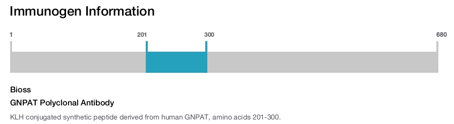 GNPAT Polyclonal Antibody