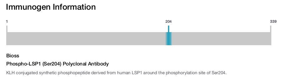 Phospho-LSP1 (Ser204) Polyclonal Antibody