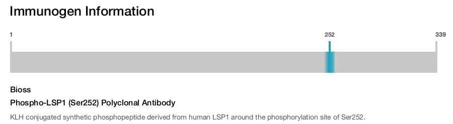 Phospho-LSP1 (Ser252) Polyclonal Antibody
