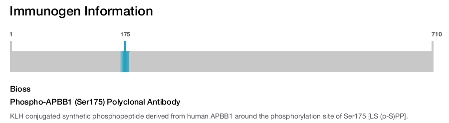 Phospho-APBB1 (Ser175) Polyclonal Antibody