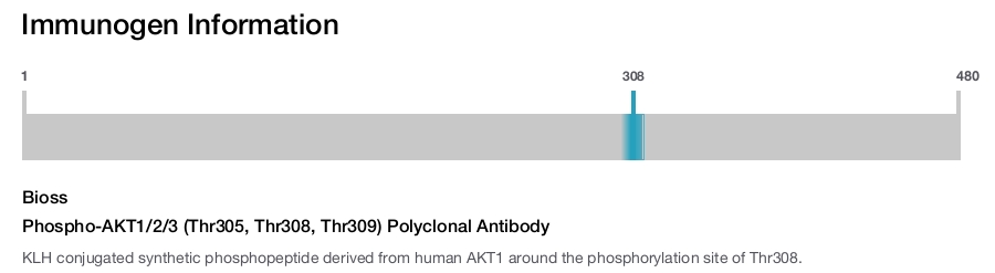 Phospho-AKT1/2/3 (Thr305, Thr308, Thr309) Polyclonal Antibody