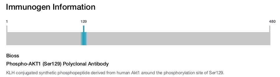 Phospho-AKT1 (Ser129) Polyclonal Antibody