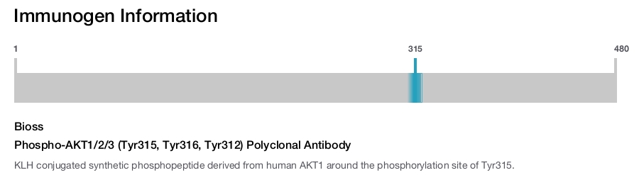 Phospho-AKT1/2/3 (Tyr315, Tyr316, Tyr312) Polyclonal Antibody