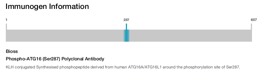 Phospho-ATG16 (Ser287) Polyclonal Antibody