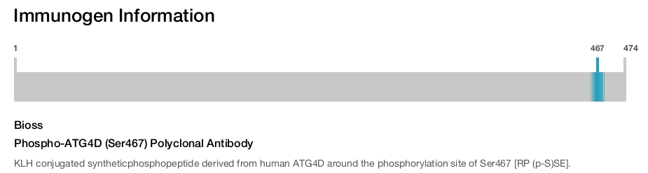 Phospho-ATG4D (Ser467) Polyclonal Antibody