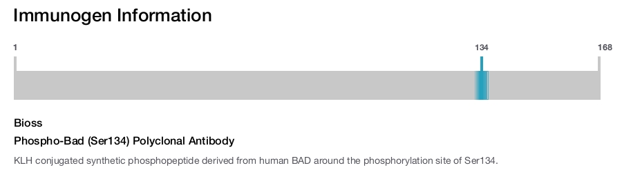Phospho-Bad (Ser134) Polyclonal Antibody