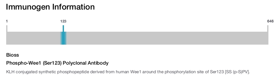 Phospho-Wee1 (Ser123) Polyclonal Antibody