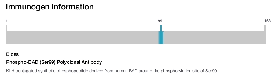 Phospho-BAD (Ser99) Polyclonal Antibody