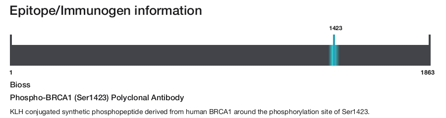 Phospho-BRCA1 (Ser1423) Polyclonal Antibody