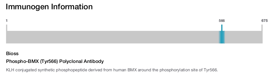 Phospho-BMX (Tyr566) Polyclonal Antibody