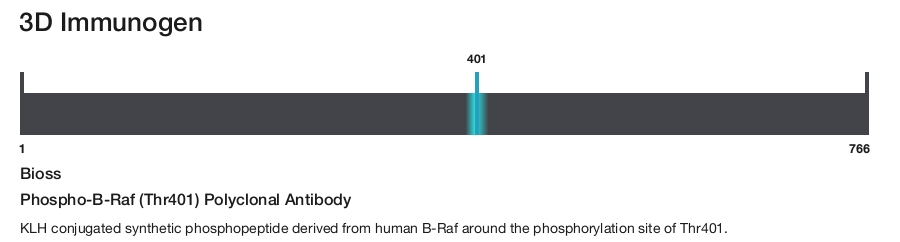 Phospho-B-Raf (Thr401) Polyclonal Antibody