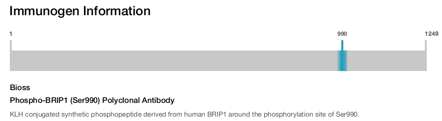 Phospho-BRIP1 (Ser990) Polyclonal Antibody